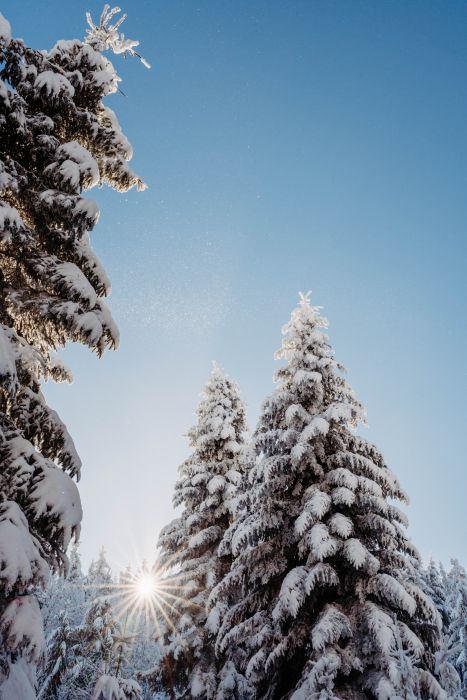 Winter Wonderland                                 