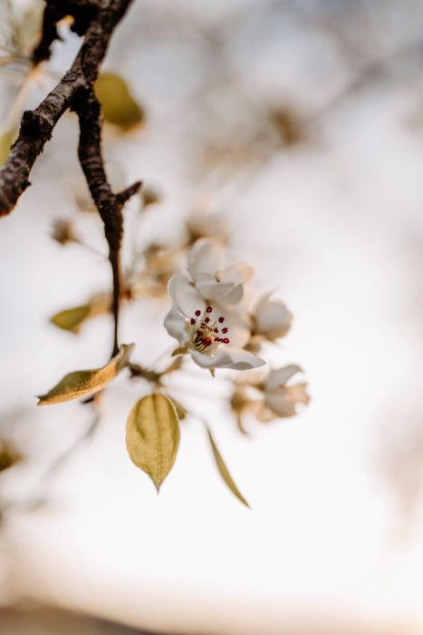 Frühling, Apfelbaum                               