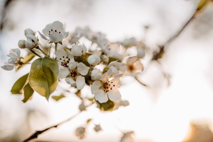 Frühling, Apfelbaum                               