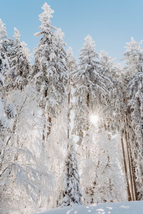 Winter Wonderland                                 