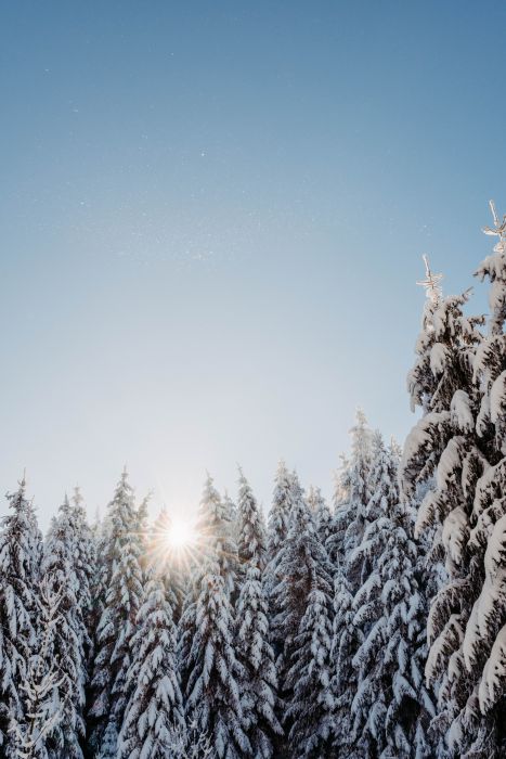Winter Wonderland                                 