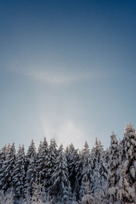 Winter Wonderland                                 