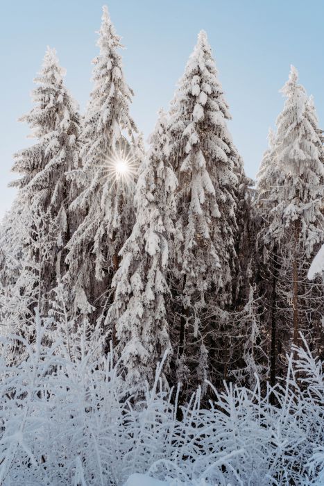 Winter Wonderland                                 