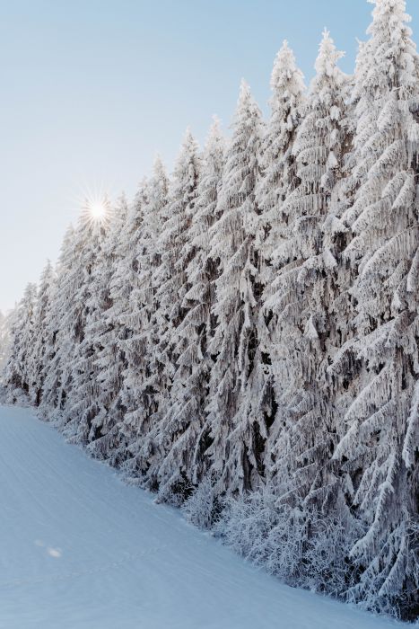 Winter Wonderland                                 