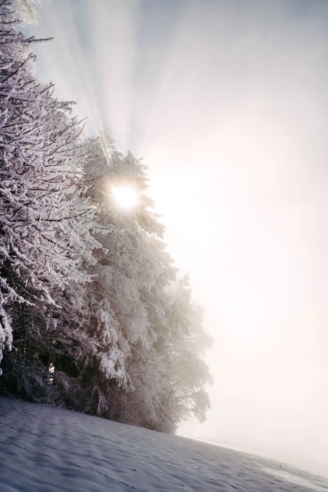 Winter Wonderland                                 