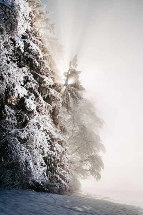 Winter Wonderland                                 