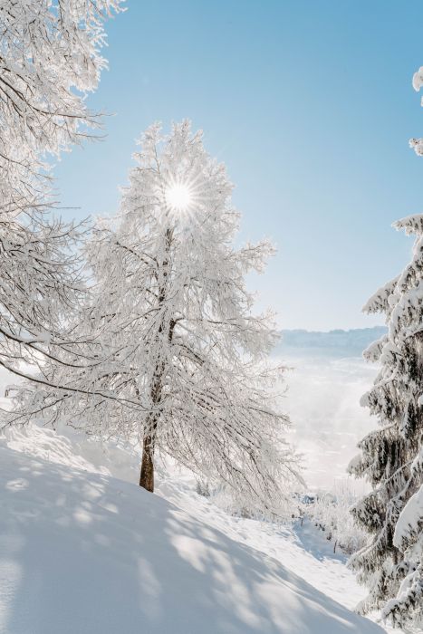 Winter Wonderland                                 