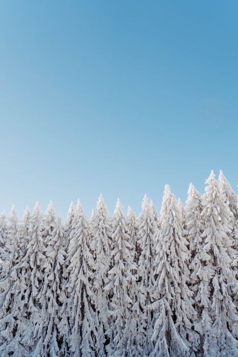 Winter Wonderland                                 