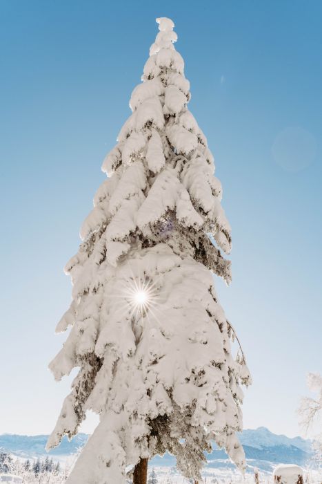 Winter Wonderland                                 