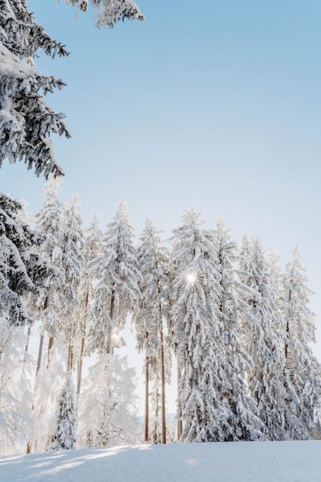 Winter Wonderland                                 
