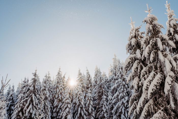 Winter Wonderland                                 