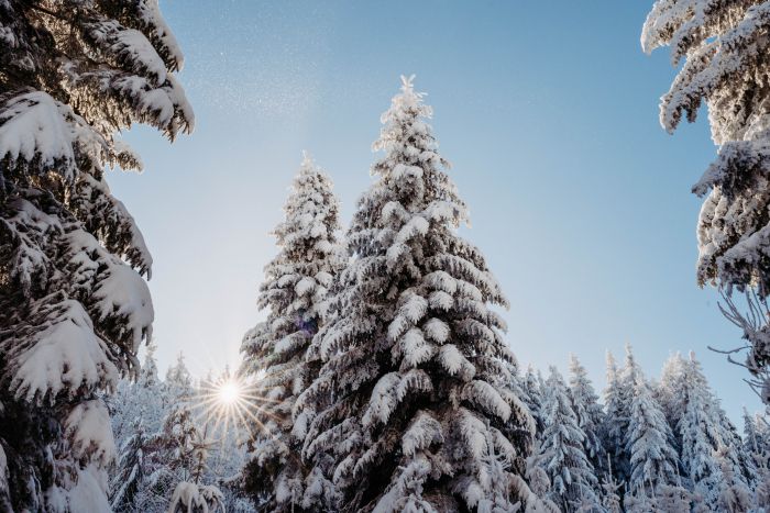 Winter Wonderland                                 