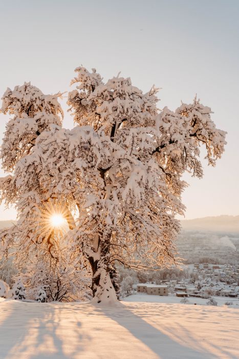 Winter Wonderland                                 