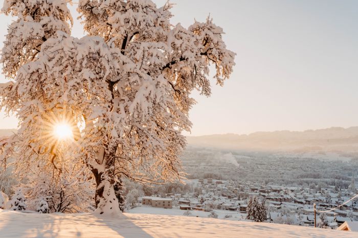 Winter Wonderland                                 
