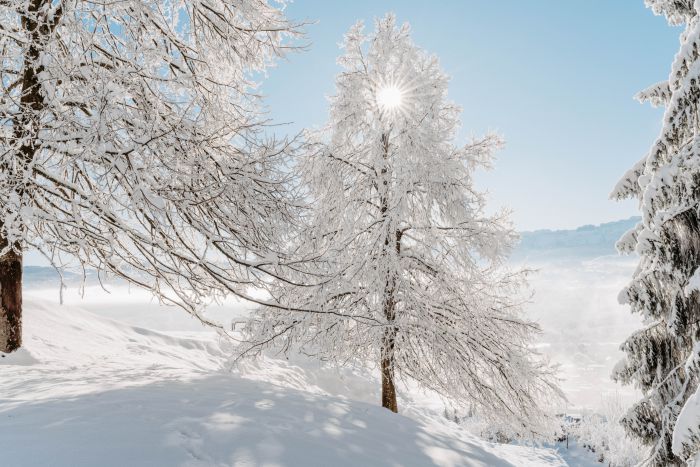 Winter Wonderland                                 