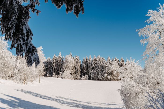 Winter Wonderland                                 