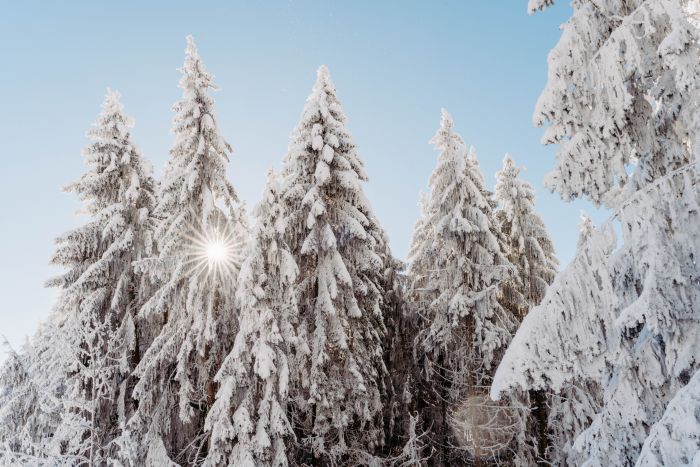 Winter Wonderland                                 