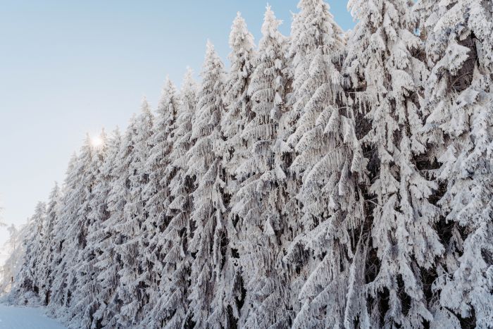 Winter Wonderland                                 