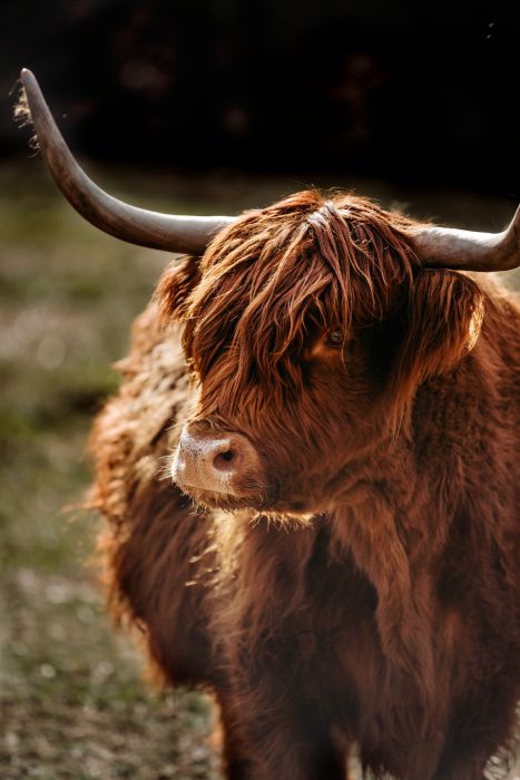 Highland Cow                                      