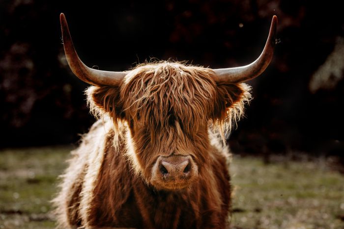 Highland Cow                                      