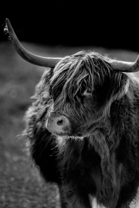 Highland Cow                                      