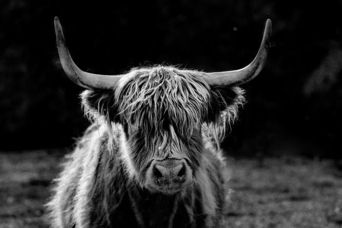 Highland Cow                                      
